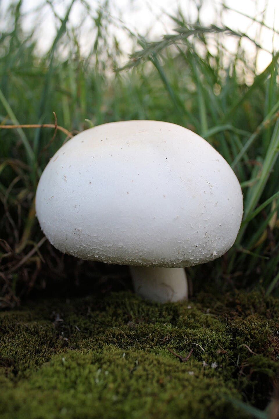 Ager-champignon – Officielt felthåndbogsfoto