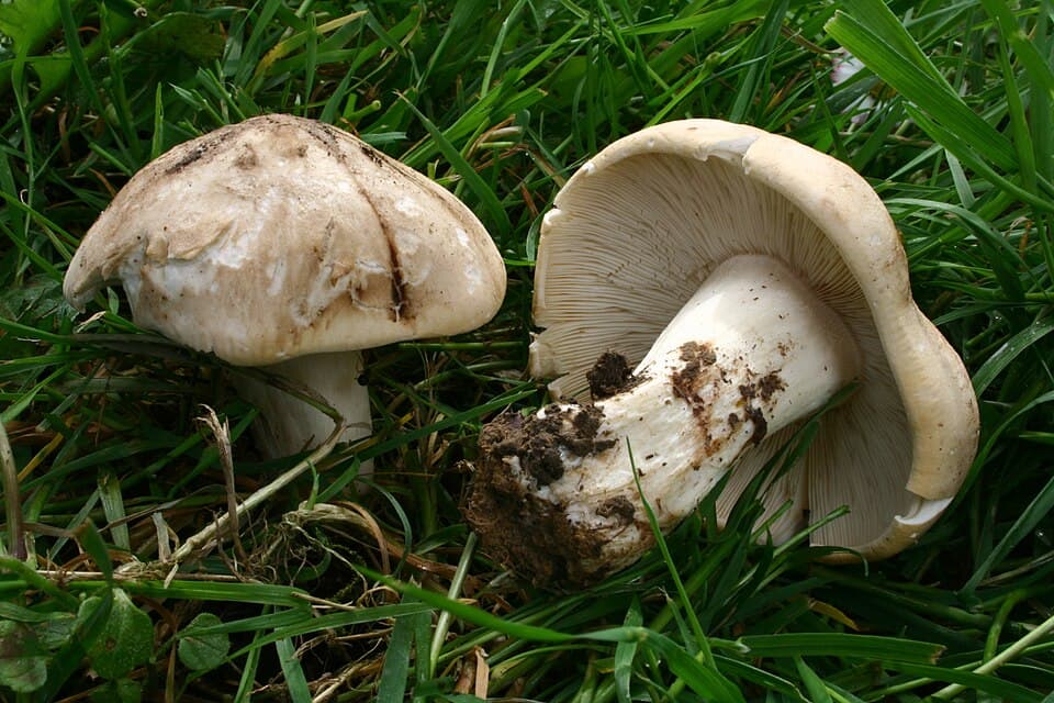 Forårs-fagerhat (Calocybe gambosa) – Spiselig