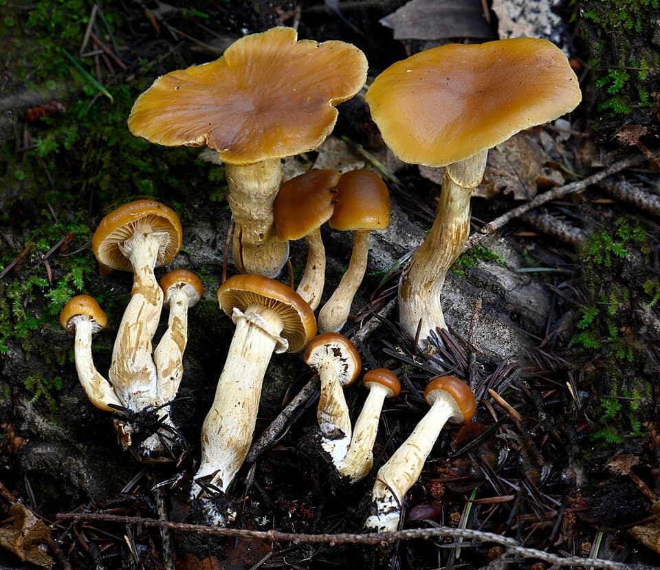 Randbæltet hjelmhat (Galerina marginata) – Dødeligt giftig