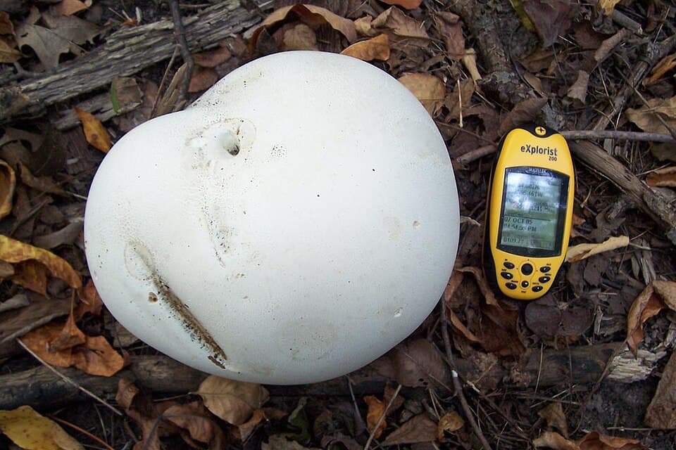 Kæmpestøvbold (Calvatia gigantea) – Spiselig