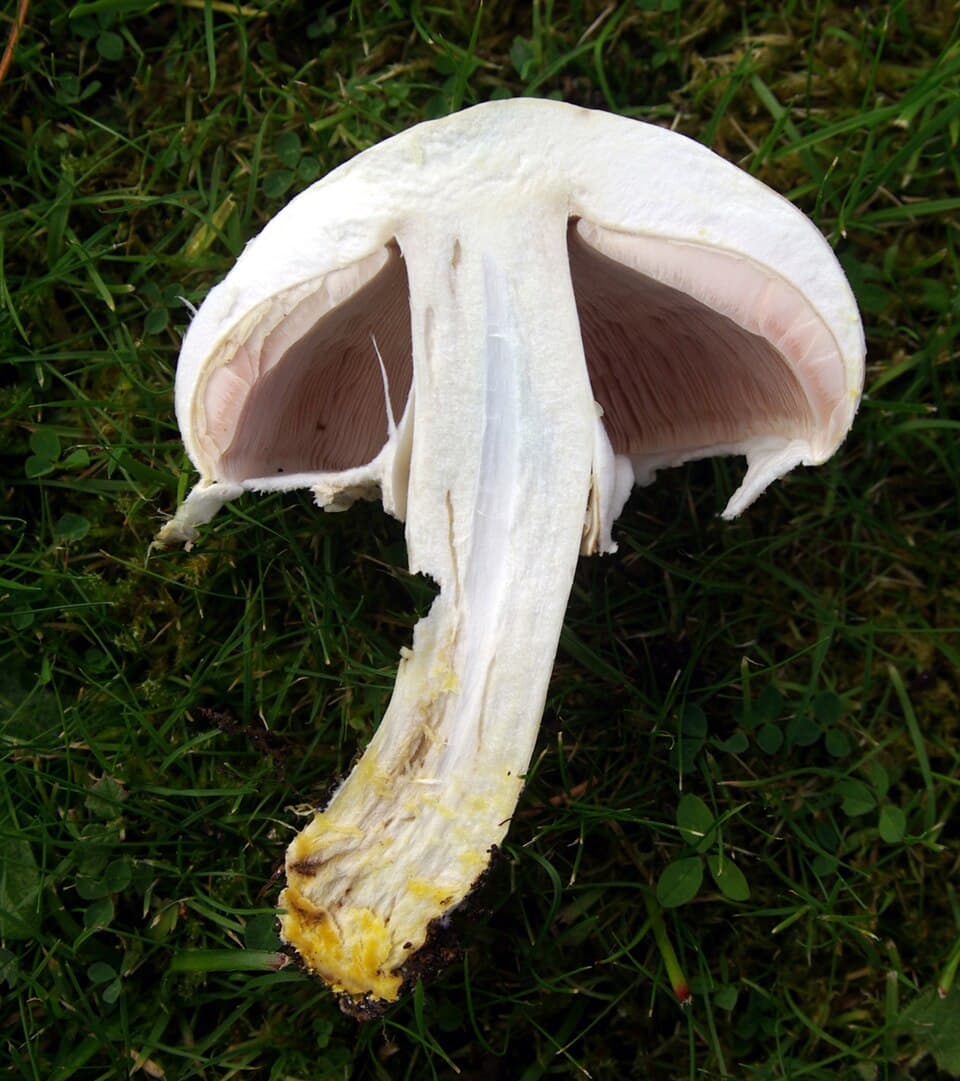 Karbol-champignon (Agaricus xanthodermus) – Giftig