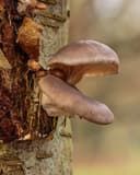 Vintersvamp i sit naturlige levested på stammen af en gammel bøg