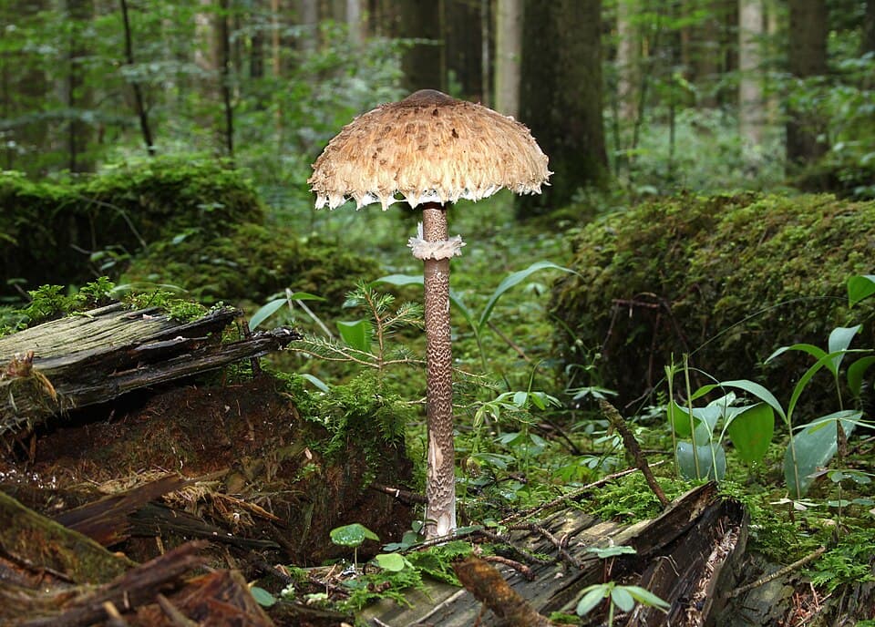 Stor parasolhat – Kæmpestor hat med udbredte grove skæl og mørk midterknop