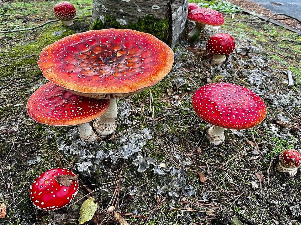 Rød fluesvamp – Klassisk skarlagenrød til orangerød hat med hvide velumvorter