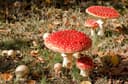 Naturlig biotop: Rød fluesvamp i skovbundens mos under birk og gran