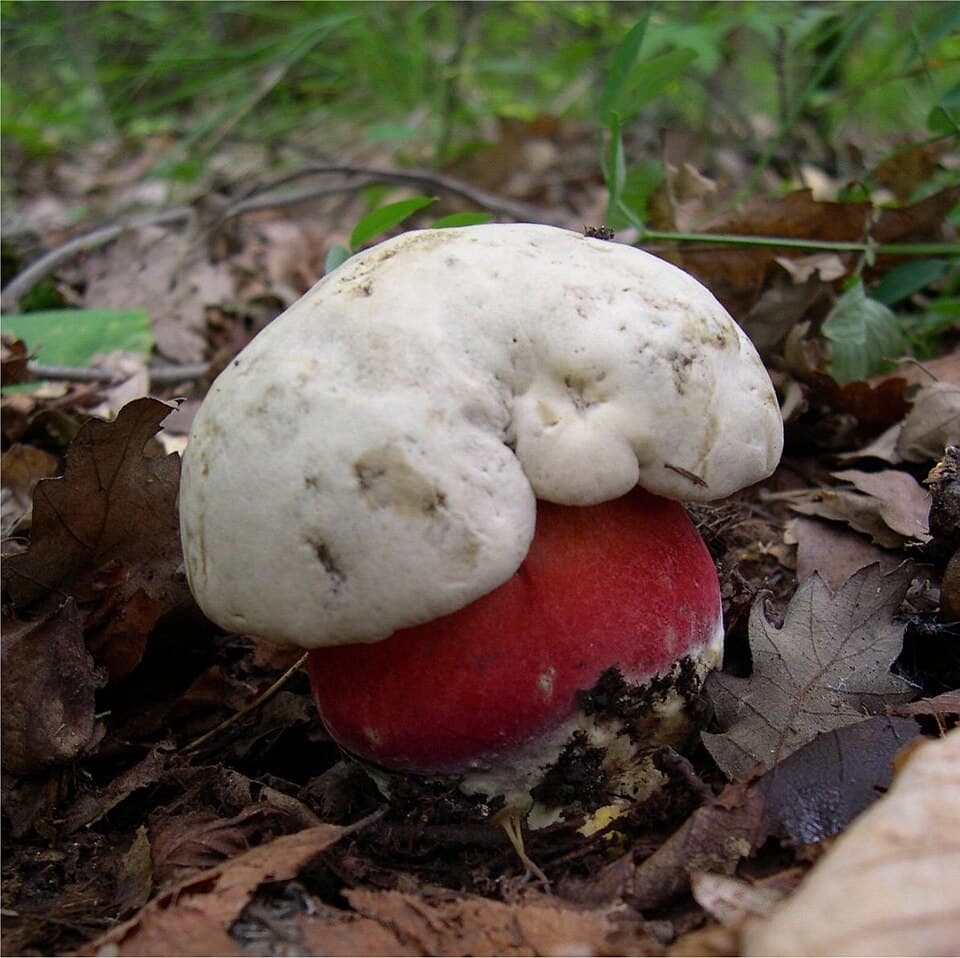 Satans rørhat (Rubroboletus satanas) – Giftig