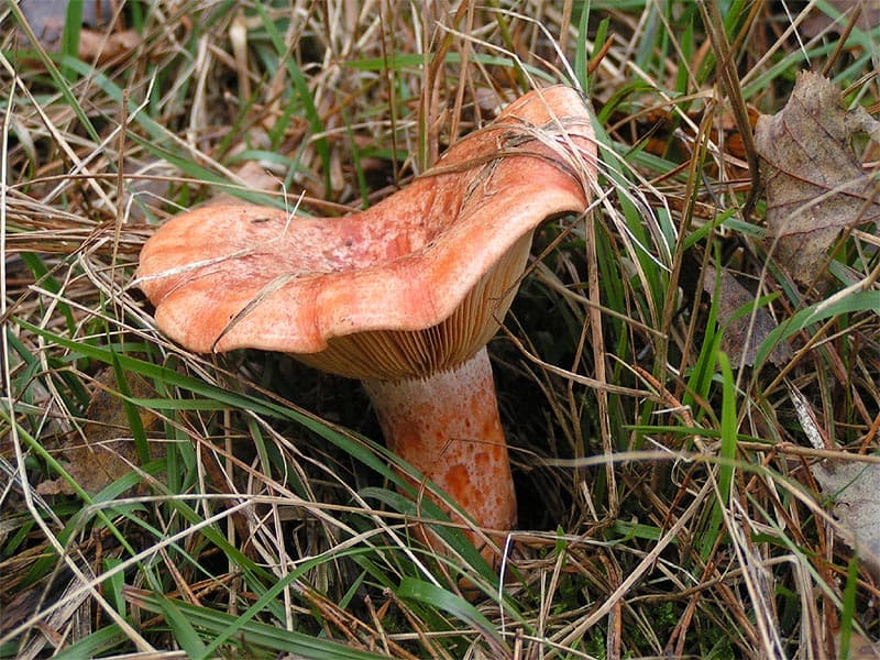Velsmagende mælkehat (Lactarius deliciosus) – Spiselig