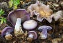 Kødfuld violblå hat med tætte violette lameller og aromatisk violduft
