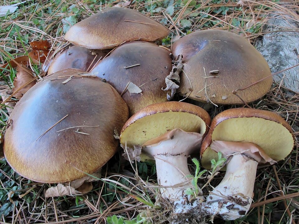 Brungul rørhat (Suillus luteus) – Spiselig
