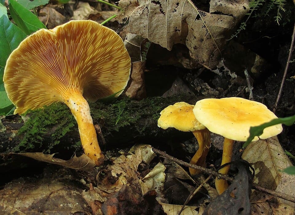 Almindelig orangekantarel (Hygrophoropsis aurantiaca) – Uspiselig