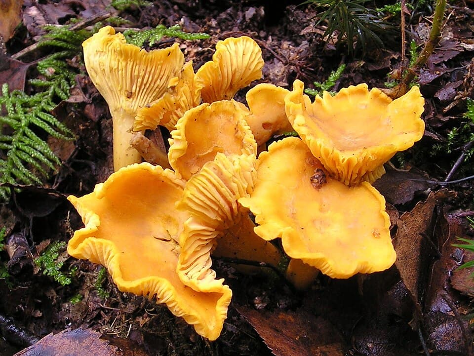 Er dette en ægte Almindelig Kantarel eller den falske orange? (Hat)