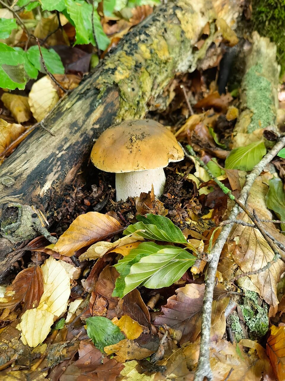 Karl Johan (Boletus edulis) – Spiselig